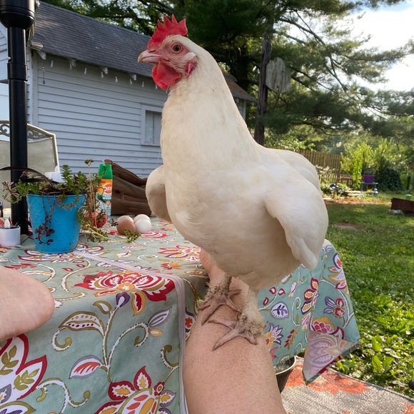 Meet your Posher, Mandee - Picture 3 of 5